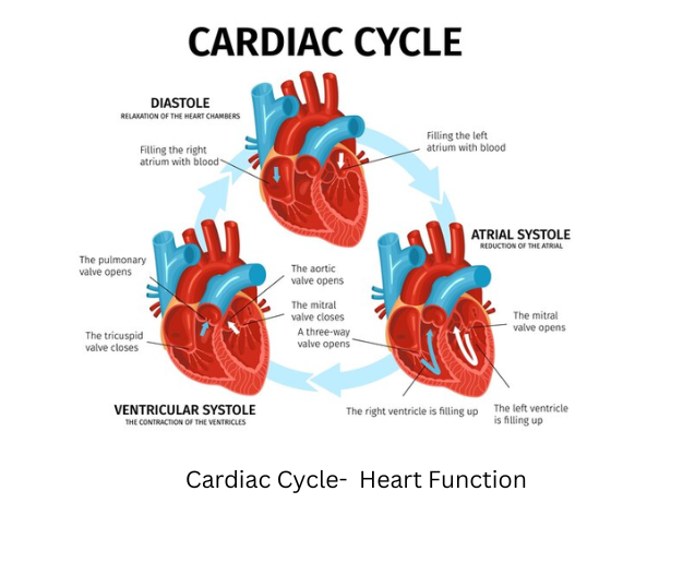 Cardiac Cycle Diagram